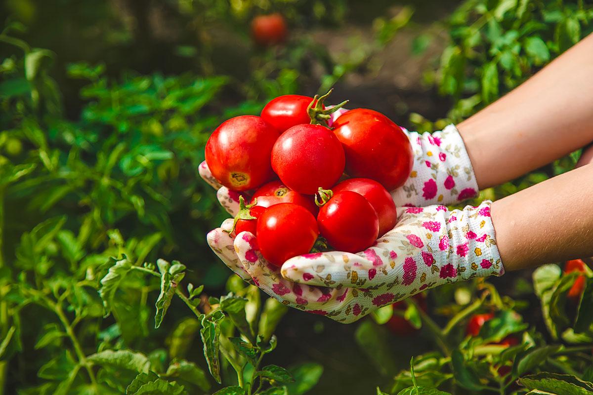 Hur du håller tomaterna hela och får en skörda skörd