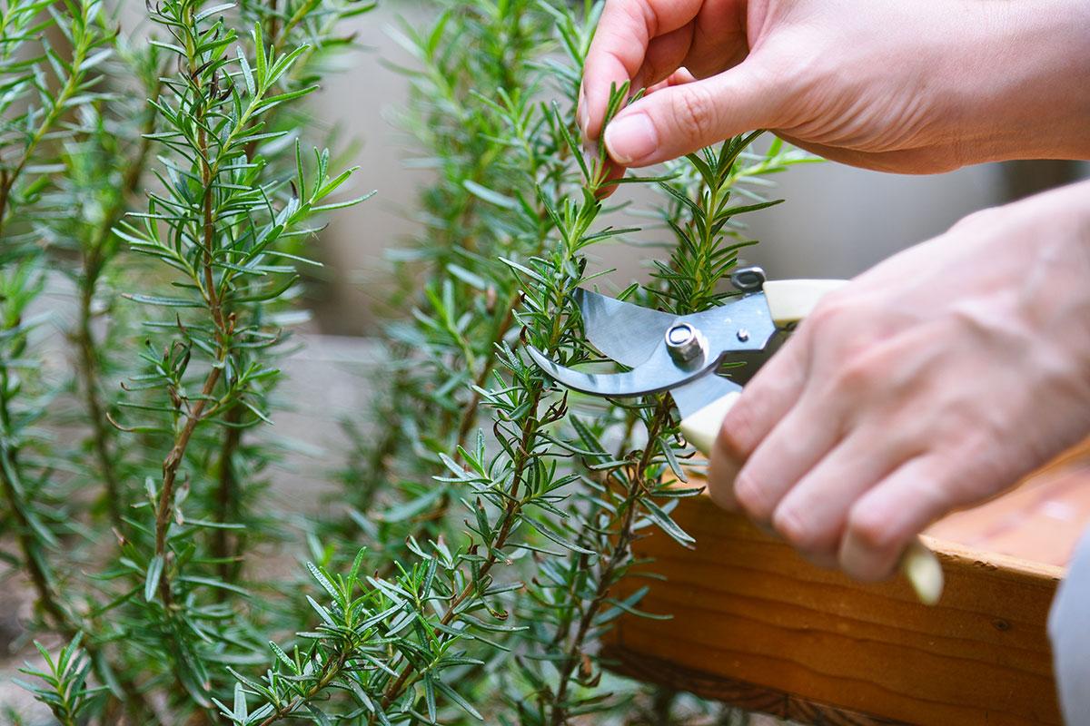 Odla rosmarin: En guide till lyckad odling och användning