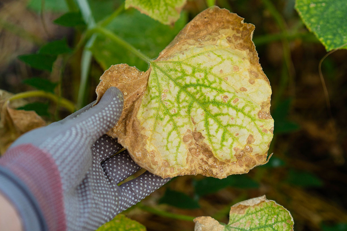 Varför blir gurkplantans blad gula?