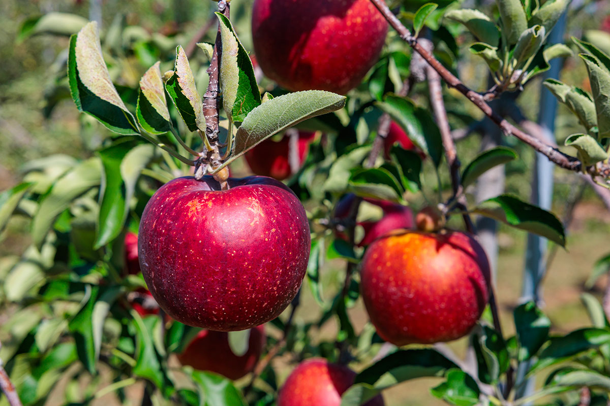 Fruktträd som blommar: En guide till odling av olika träd