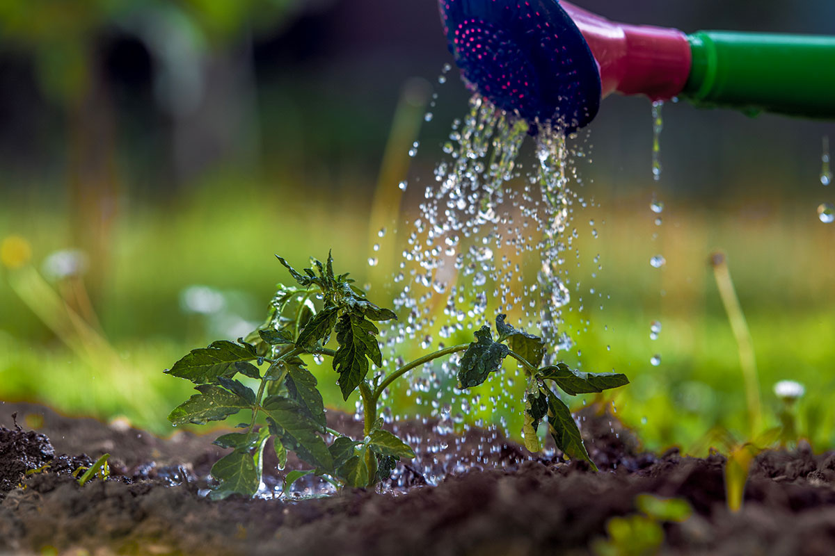 Hur du lyckas med tomatodling: En guide till optimal vattning